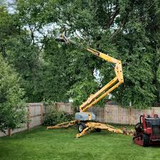 Best Commercial Tree Removal  in Sierra Ridge, CO