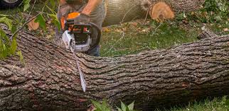 Best Hazardous Tree Removal  in Sierra Ridge, CO